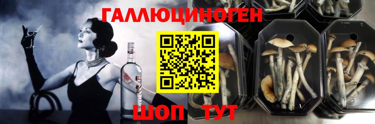 Галлюциногенные грибы Cubensis Димитровград